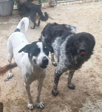 Anika, menschenbezogene, freundliche kleine Hundeseele sucht ein freies Körbchen, 3 Jahre, 45 cm