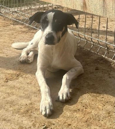 Anika, menschenbezogene, freundliche kleine Hundeseele sucht ein freies Körbchen, 3 Jahre, 45 cm