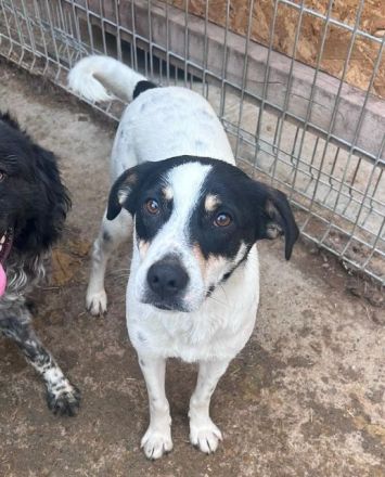 Anika, menschenbezogene, freundliche kleine Hundeseele sucht ein freies Körbchen, 3 Jahre, 45 cm