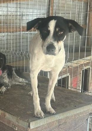 Anika, menschenbezogene, freundliche kleine Hundeseele sucht ein freies Körbchen, 3 Jahre, 45 cm