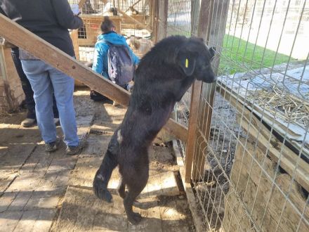 Selina, aufgeschlossene, freundliche Hündin sucht ihrer Familie/Menschen, 1,5 Jahre, 51 cm