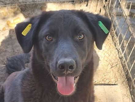 Selina, aufgeschlossene, freundliche Hündin sucht ihrer Familie/Menschen, 1,5 Jahre, 51 cm