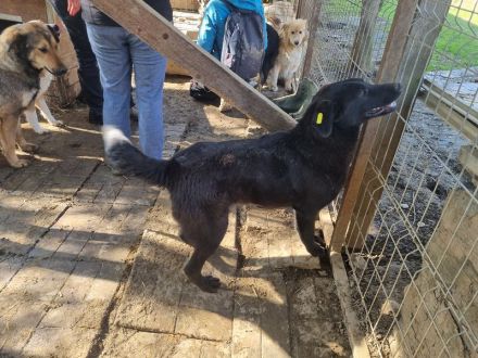 Selina, aufgeschlossene, freundliche Hündin sucht ihrer Familie/Menschen, 1,5 Jahre, 51 cm