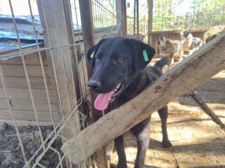 Selina, aufgeschlossene, freundliche Hündin sucht ihrer Familie/Menschen, 1,5 Jahre, 51 cm