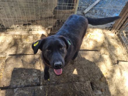 Selina, aufgeschlossene, freundliche Hündin sucht ihrer Familie/Menschen, 1,5 Jahre, 51 cm