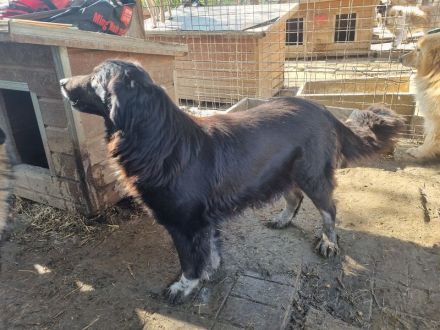 Svenja, freundliche Hündin, die gerne vor dem Winter ein Zuhause hätte, 2,5 Jahre, 54 cm