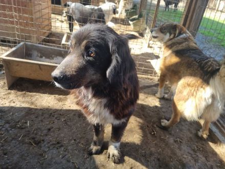 Svenja, freundliche Hündin, die gerne vor dem Winter ein Zuhause hätte, 2,5 Jahre, 54 cm