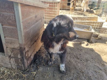 Svenja, freundliche Hündin, die gerne vor dem Winter ein Zuhause hätte, 2,5 Jahre, 54 cm