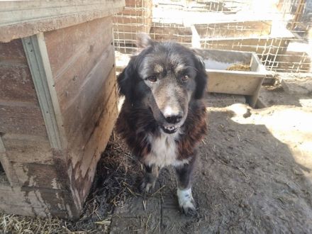 Svenja, freundliche Hündin, die gerne vor dem Winter ein Zuhause hätte, 2,5 Jahre, 54 cm