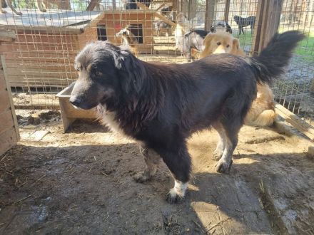 Svenja, freundliche Hündin, die gerne vor dem Winter ein Zuhause hätte, 2,5 Jahre, 54 cm