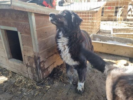 Svenja, freundliche Hündin, die gerne vor dem Winter ein Zuhause hätte, 2,5 Jahre, 54 cm