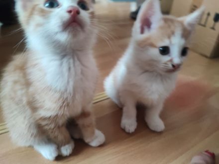 Aufgrund von persönl.Krankheit... Preisnachlass auf 125