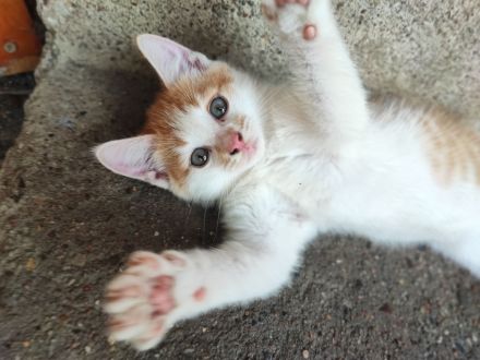 Aufgrund von persönl.Krankheit... Preisnachlass auf 125