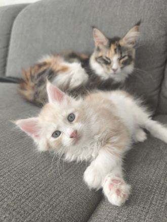 Maine Coon Babykatze (m)