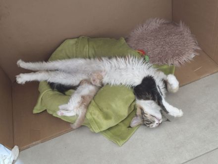 Maine Coon Babykatze (m)