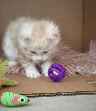 Maine Coon Babykatze (m)