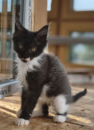 Maine Coon Babykatze (m)