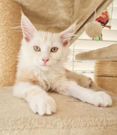 Maine Coon Babykatze (m)