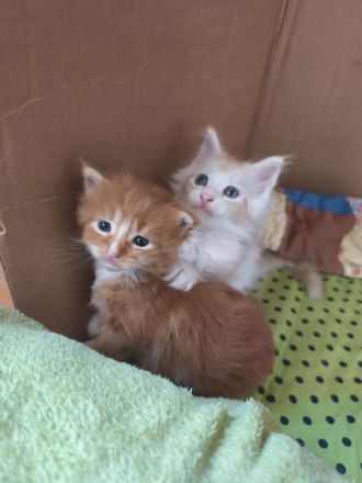 Maine Coon Babykatze (m)