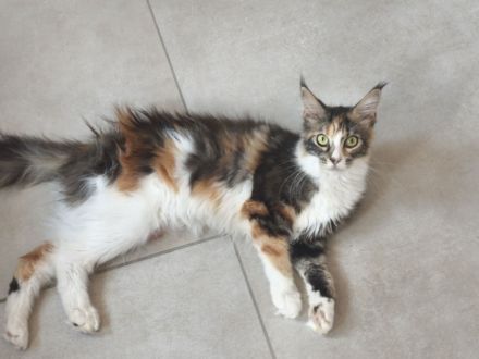 Maine Coon Babykatze (m)