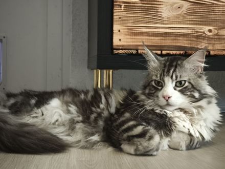 Maine Coon Babykatze (m)