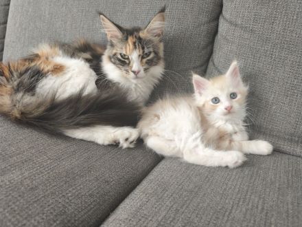 Maine Coon Babykatze (m)