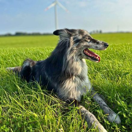 Arlo in 25715 Eddelak sucht sein Für-immer-Zuhause