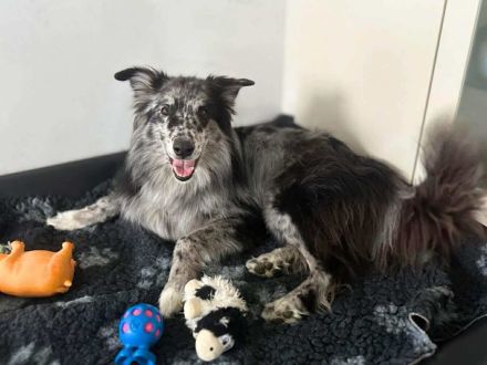 Arlo in 25715 Eddelak sucht sein Für-immer-Zuhause