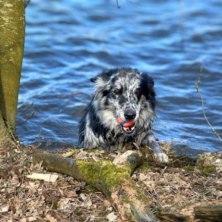 Arlo in 25715 Eddelak sucht sein Für-immer-Zuhause