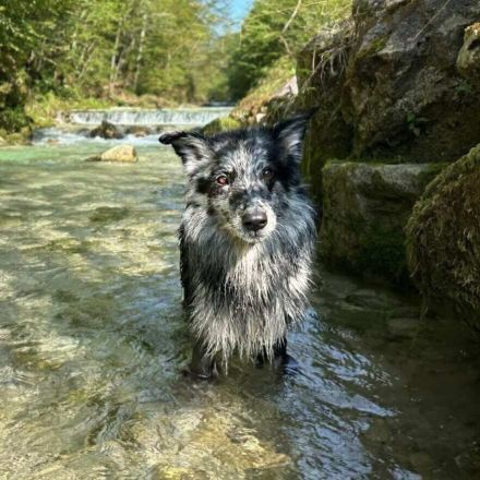 Arlo in 25715 Eddelak sucht sein Für-immer-Zuhause