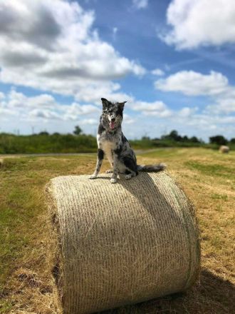 Arlo in 25715 Eddelak sucht sein Für-immer-Zuhause