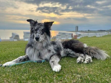 Arlo in 25715 Eddelak sucht sein Für-immer-Zuhause