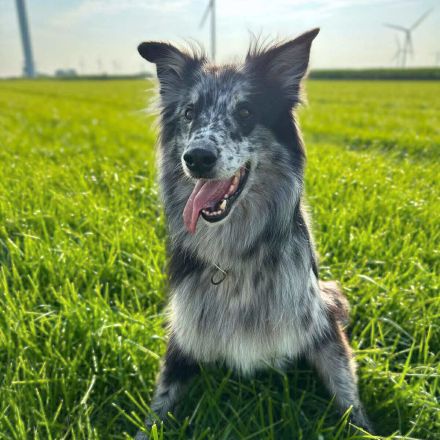 Arlo in 25715 Eddelak sucht sein Für-immer-Zuhause