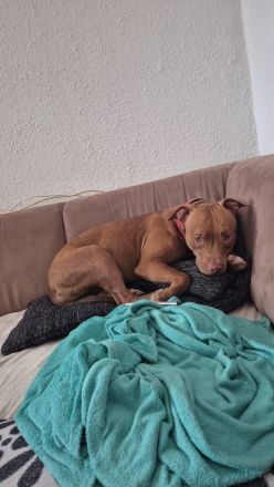 Liebevolle Hündin sucht neues Zuhause