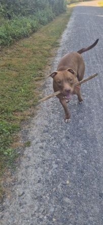 Liebevolle Hündin sucht neues Zuhause