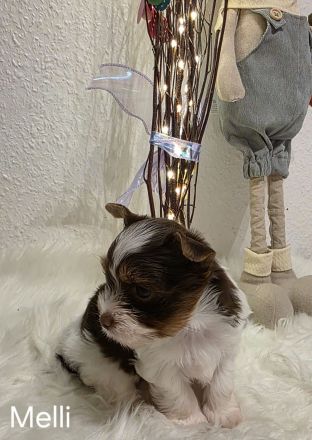 Biro yorkshire terrier welpen