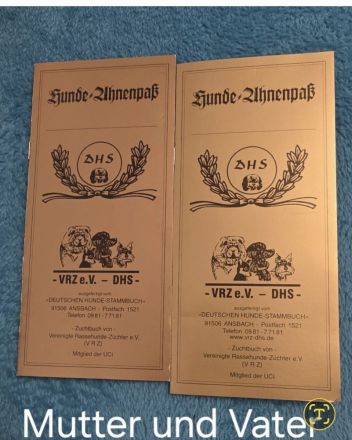 Biro yorkshire terrier welpen