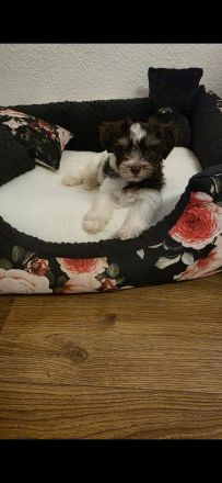 Biro yorkshire terrier welpen