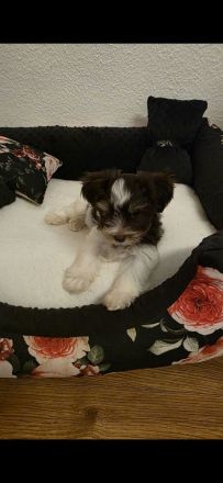 Biro yorkshire terrier welpen