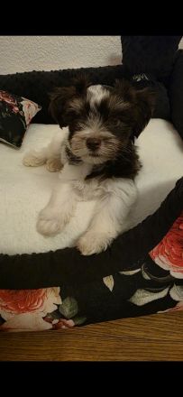 Biro yorkshire terrier welpen