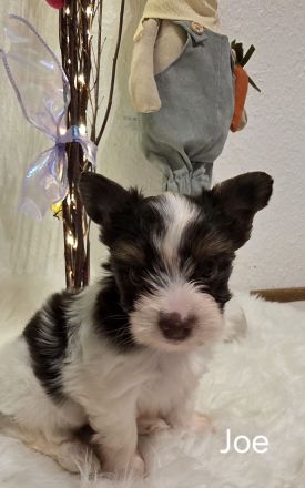 Biro yorkshire terrier welpen