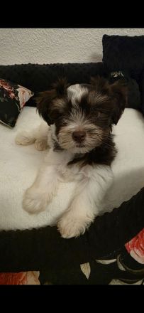 Biro yorkshire terrier welpen