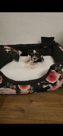 Biro yorkshire terrier welpen