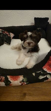 Biro yorkshire terrier welpen