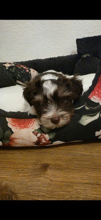 Biro yorkshire terrier welpen