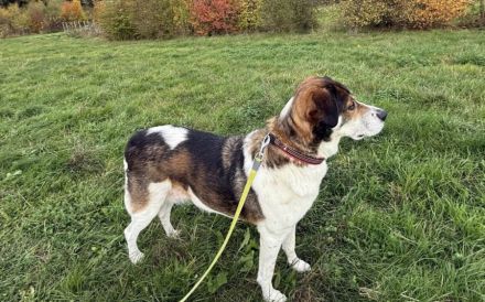 Hazel sucht eine neue Familie