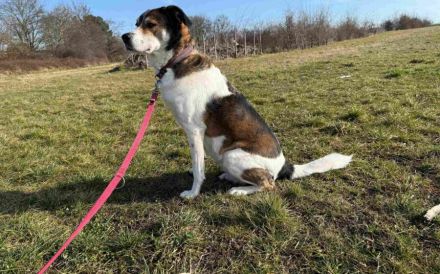 Hazel sucht eine neue Familie