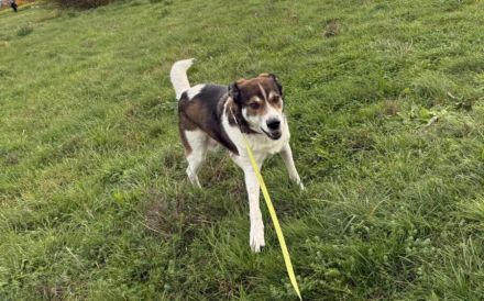 Hazel sucht eine neue Familie