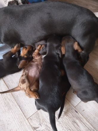 Zwerg-Dackel Welpen