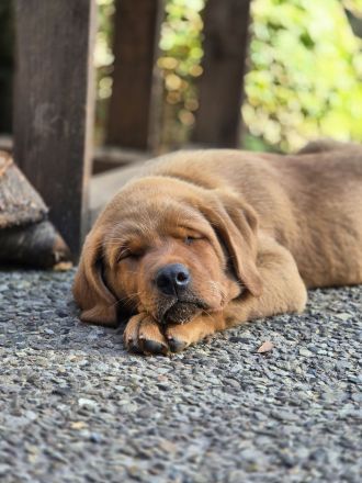 Labradorwelpen in Foxred suchen Zuhause auf Lebenszeit